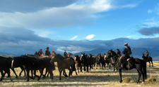 Chile-Patagonia / Torres del Paine-Torres del Paine - Estancias Horse Drive